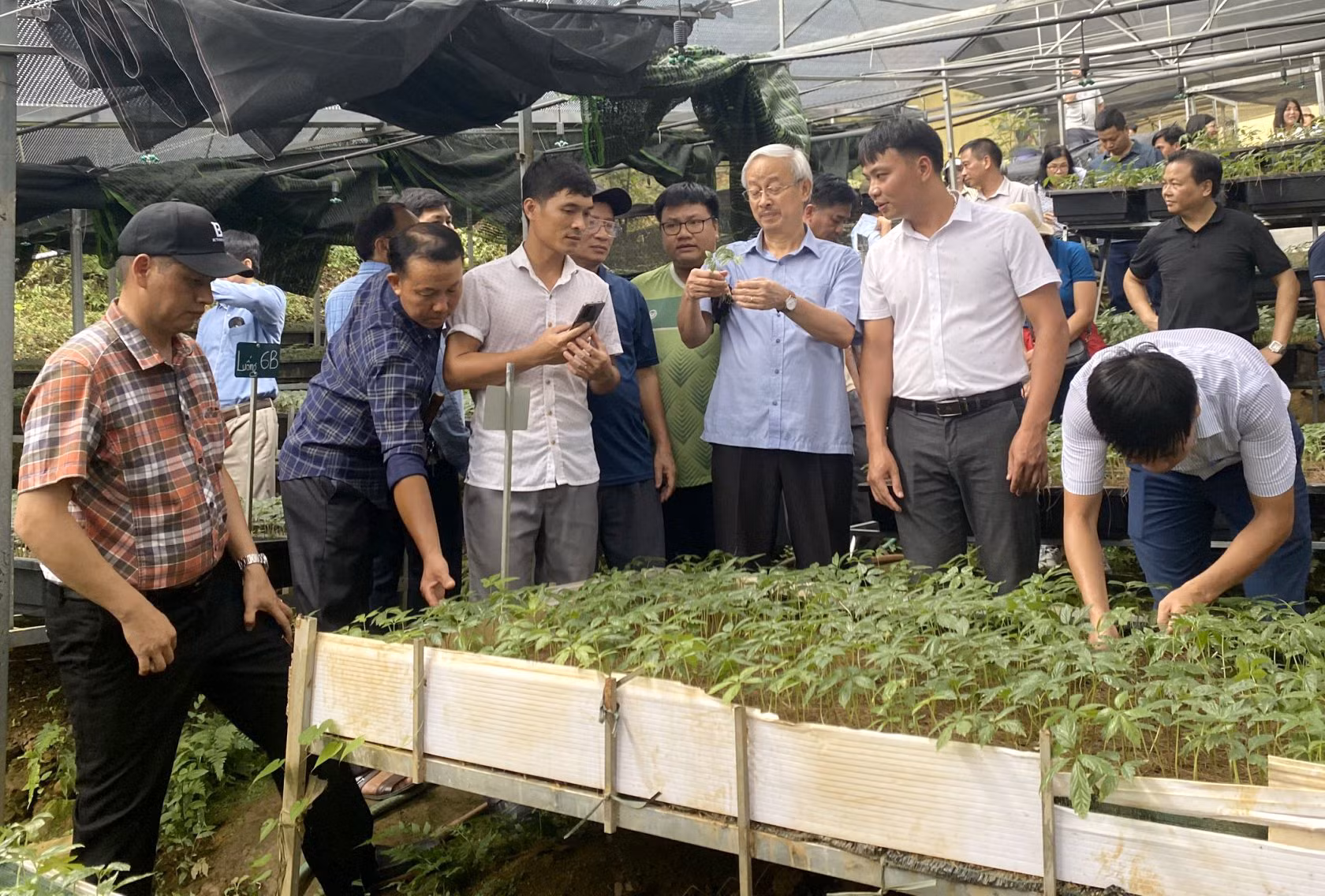 Lai Châu phát triển cây dược liệu gắn với du lịch sinh thái ảnh 2