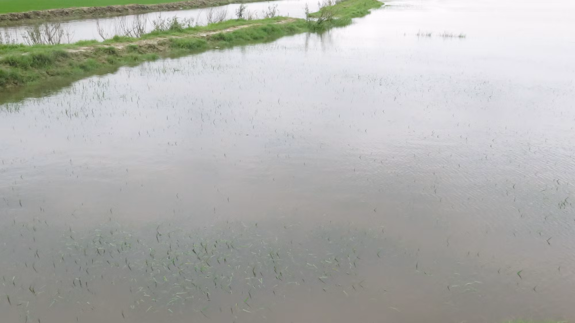 Hơn 4.500 ha lúa Đông Xuân của Thừa Thiên – Huế bị ngập úng do mưa lớn ảnh 4 Hơn 4.500 ha lúa Đông Xuân của Thừa Thiên – Huế bị ngập úng do mưa lớn ảnh 4