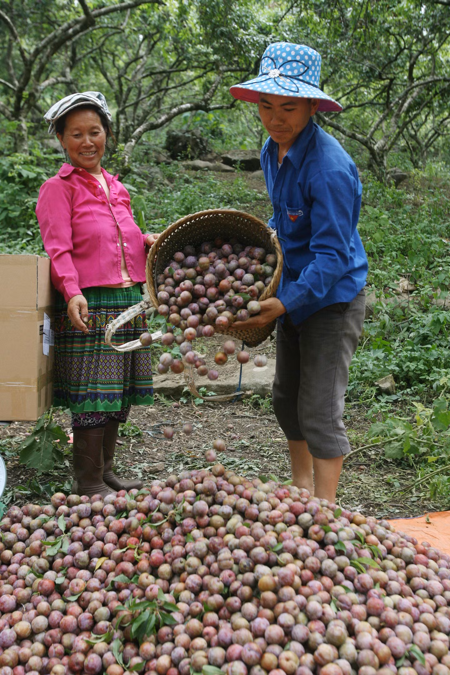 Mộc Châu - khát vọng vươn lên ảnh 5
