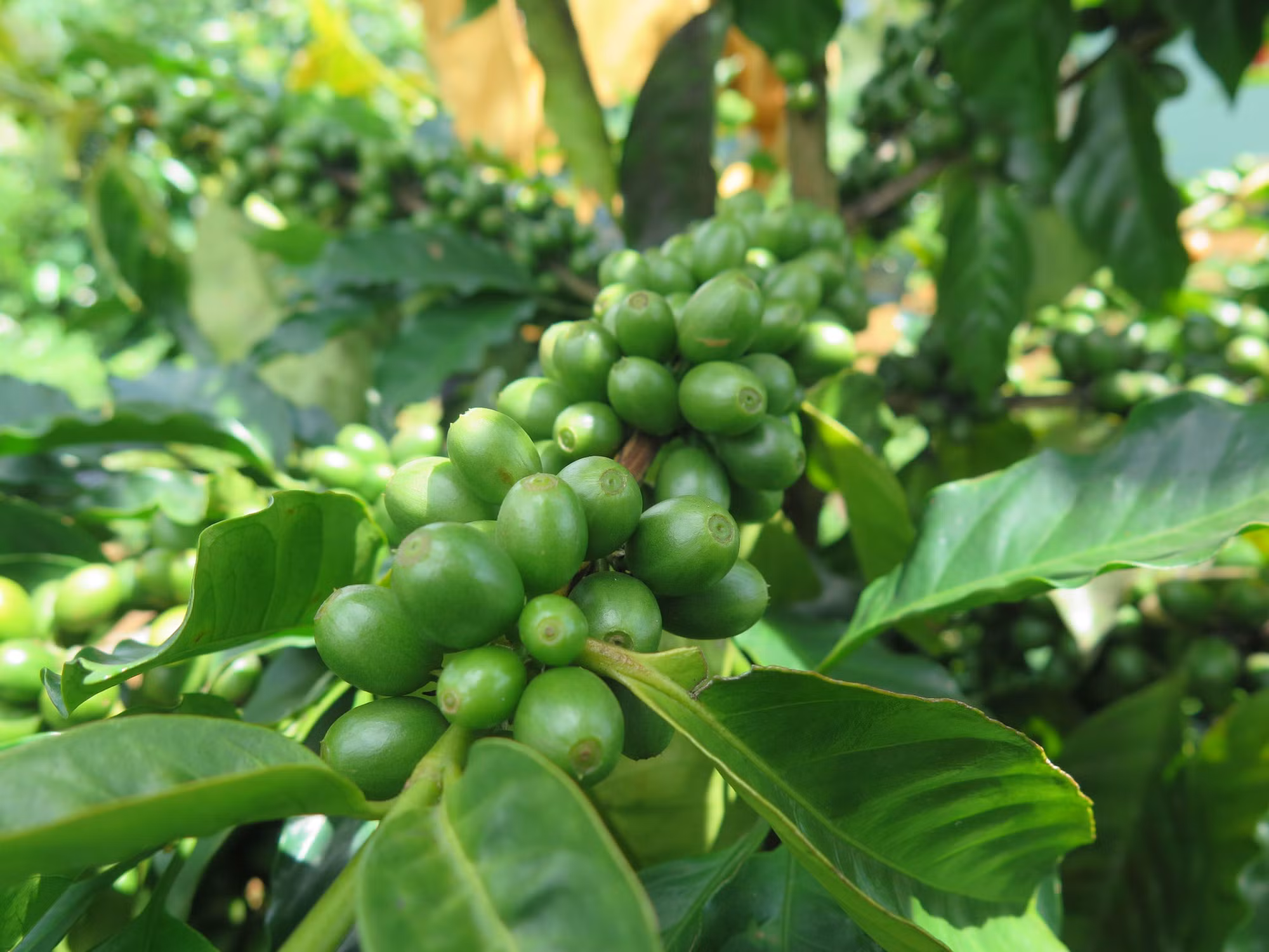 Cà phê xứ lạnh đang dần có chỗ đứng trên thị trường ảnh 1