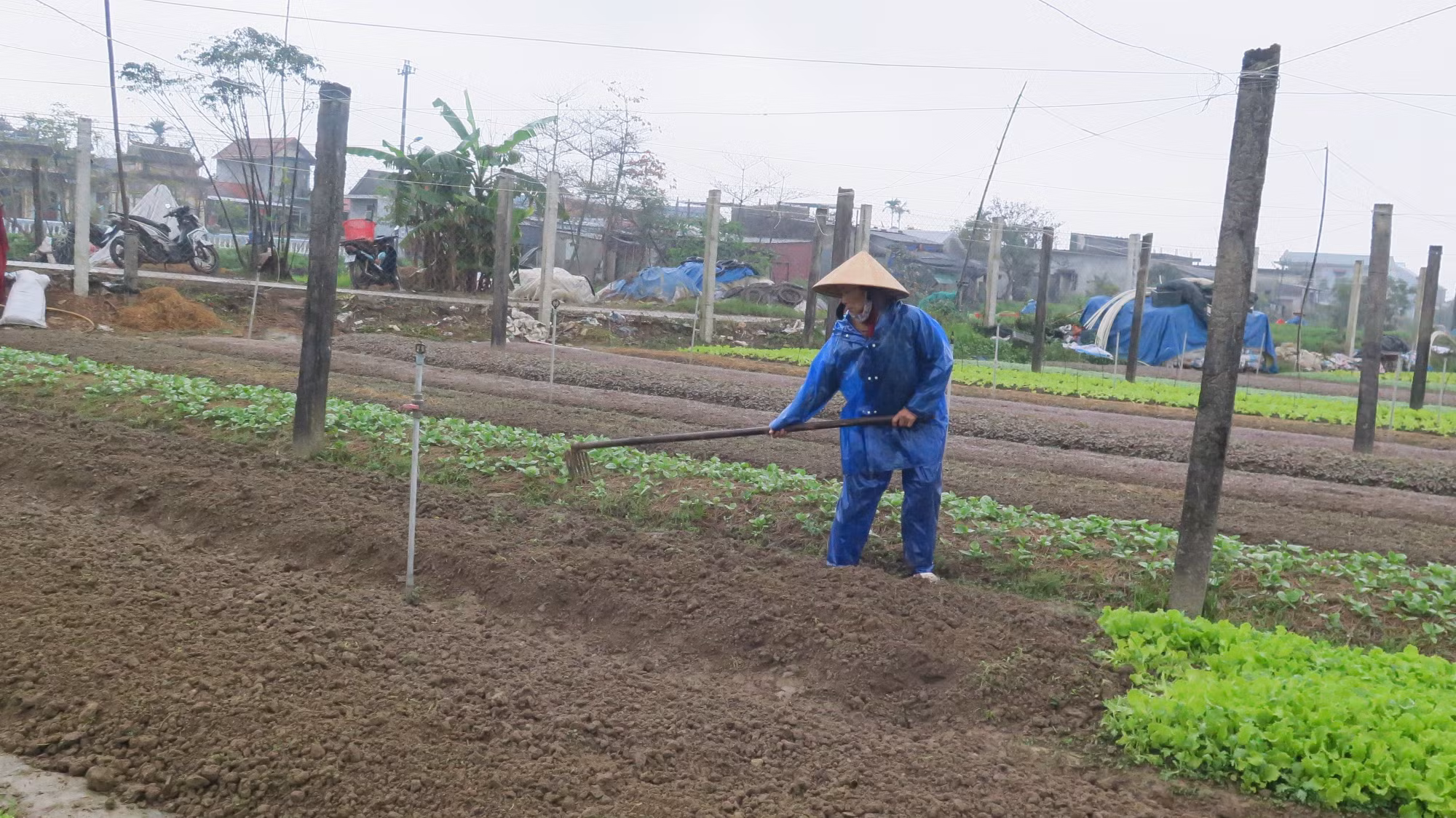 Thu nhập cao nhờ trồng rau an toàn theo tiêu chuẩn VietGAP ảnh 2