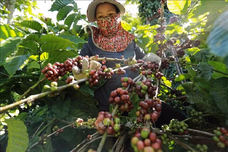 Bộ Công Thương lên kế hoạch hành động phát triển vùng Tây Nguyên ảnh 1