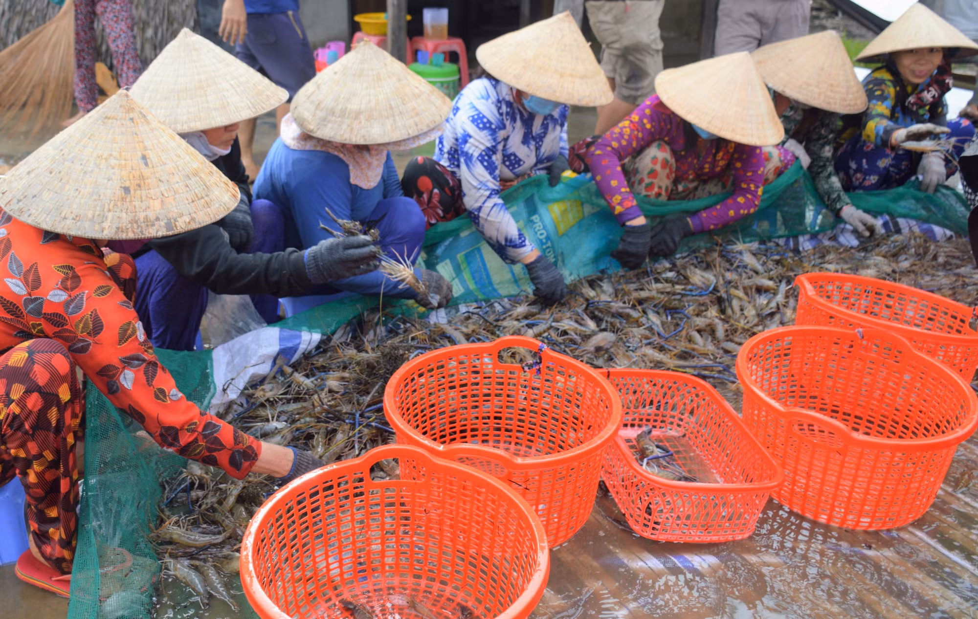 Hiệu quả mô hình luân canh tôm - lúa ở Hồng Dân ảnh 1