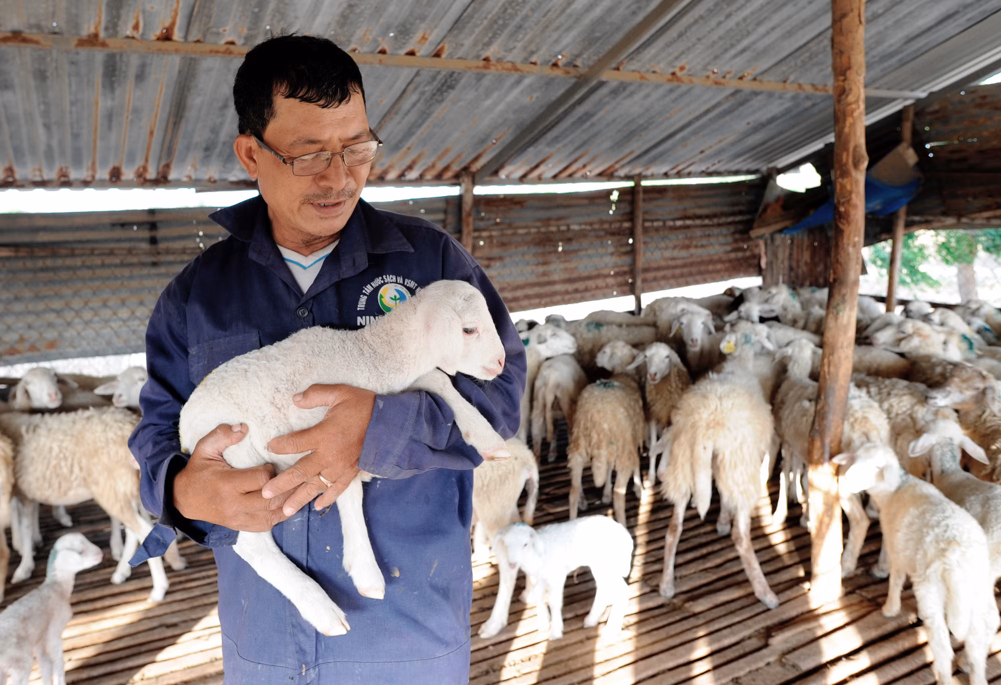 Xuân Hải làm giàu từ nuôi cừu ảnh 2