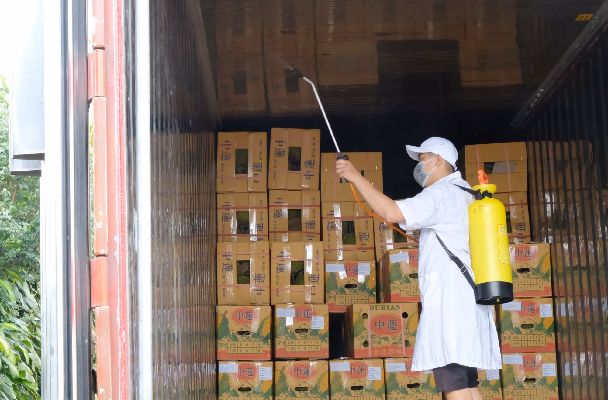 Phát triển bền vững cây ăn trái xuất khẩu ở Tây Nguyên (Bài cuối) ảnh 2