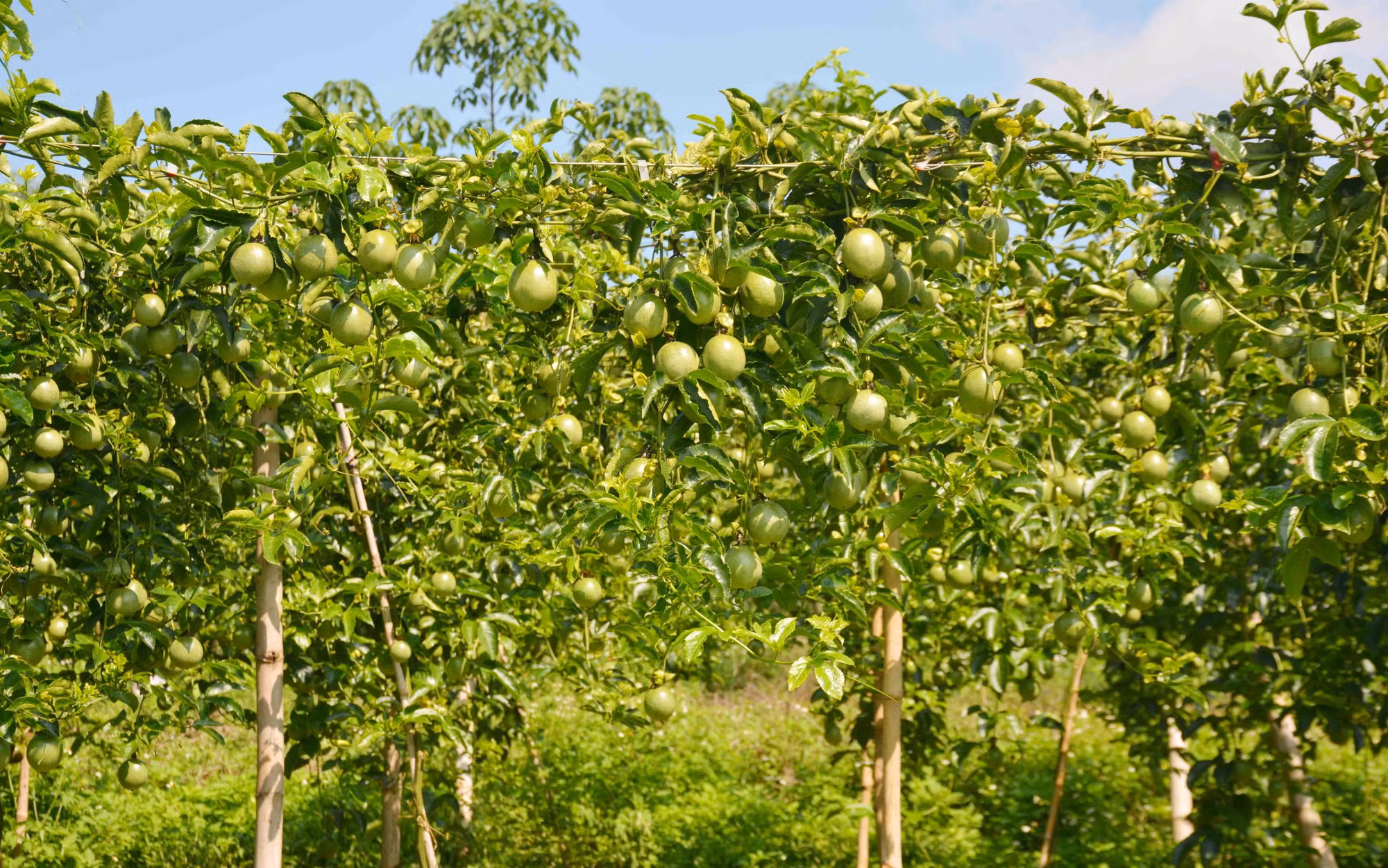 Phát triển bền vững cây ăn trái xuất khẩu ở Tây Nguyên (Bài 2) ảnh 1
