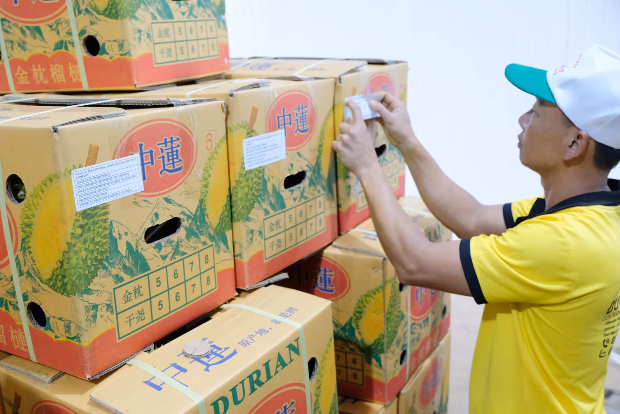 Phát triển bền vững cây ăn trái xuất khẩu ở Tây Nguyên (Bài 2) ảnh 2
