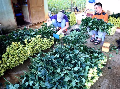 Phân loại, đóng gói hoa hồng để mang đi tiêu thụ.
