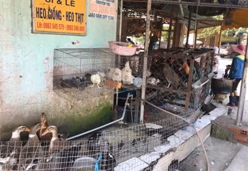 Gia cầm được bày bán và giết mỗ tại chỗ trên Bình Chiểu, Quận Thủ Đức, Thành phố Hồ Chí Minh. Ảnh: Phương Vy-TTXVN.