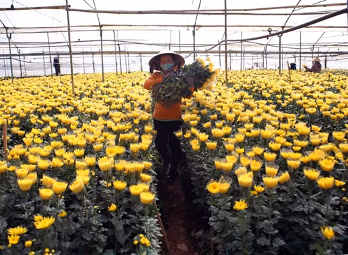 Thu hoạch hoa tại hộ nông dân Nguyễn Thị Nguyệt. Mỗi năm, gia đình chị thu nhập hơn 200 triệu đồng từ trồng hoa cúc.