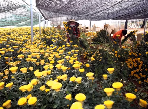 Thu hoạch hoa tại hộ nông dân Phan Ngọc Dinh.