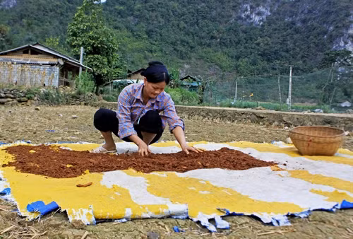 Trầm hương được làm thủ công và được phơi khô trước khi được trộn với bột lá lầm tấm để tẩm vào que mai.