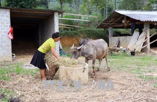 Mô hình chăn nuôi trâu nhốt chuồng vỗ béo của gia đình anh Giàng A Cồ, thôn Nà Coóc, xã Bình An. Ảnh: Quang Đán - TTXVN