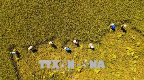 Nông dân thu hoạch lúa Đông Xuân năm 2018. Ảnh: Minh Đức - TTXVN