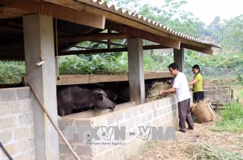 Mô hình chăn nuôi trâu nhốt chuồng vỗ béo của gia đình anh Giàng A Cồ, thôn Nà Coóc, xã Bình An. Ảnh: Quang Đán - TTXVN