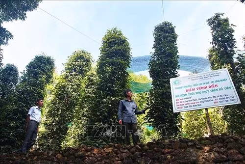 Mô hình tưới nhỏ giọt trên hồ tiêu ở xã Thuận Yên. Ảnh: Hồng Đạt - TTXVN