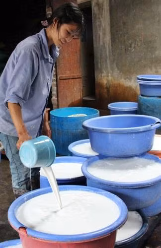 Gạo được xay xong đưa vào chậu để ngâm