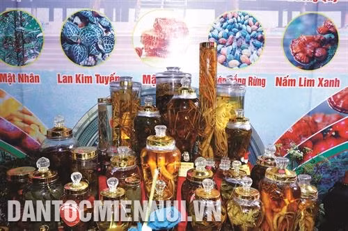 Sâm Ngọc Linh được mệnh danh "báu vật đại ngàn". Ảnh: DTMN