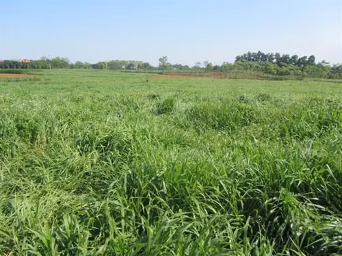 Ruzi thuộc họ hoà thảo, là giống cỏ lâu năm, thân bò. Ảnh :nuoitrong123.com