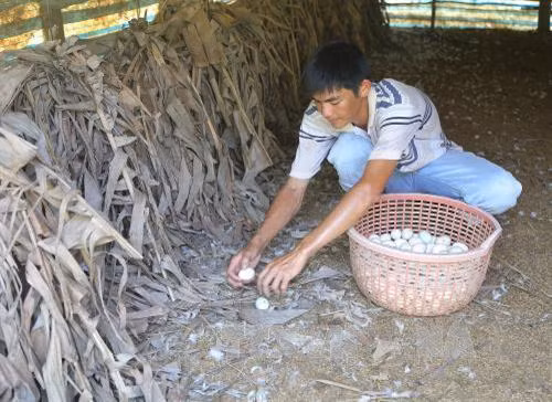 Mỗi năm mỗi nông hộ chăn nuôi vịt chuyên trứng ở xã Mỹ Hạnh Trung, huyện Cai Lậy, tỉnh Tiền Giang đã thu lợi hằng trăm triệu đồng. Ảnh: Nam Thái - TTXVN