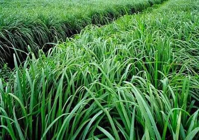 Cỏ Ghinê còn gọi là cỏ sả, một số nơi còn gọi là cỏ Tây Nghệ An hay cỏ sữa. Ảnh :nuoitrong123.com