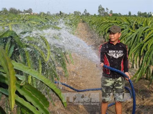 Huyện Gò Công Đông (Tiền Giang) chuyển đổi 21ha trồng lúa kém hiệu quả sang trồng thanh long ruột đỏ. Ảnh: Hồng Nhung - TTXVN