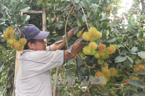 Bến Tre: Giá chôm chôm trái vụ tăng cao, nhà vườn phấn khởi. Ảnh: Công Trí - TTXVN