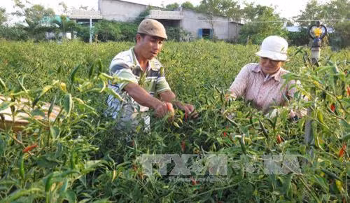 Thu hoạch ớt tại ấp Xóm Chủ, xã Kiểng Phước (Gò Công Đông). Ảnh: Hồng Nhung - TTXVN