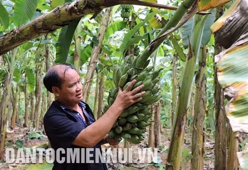 Ông Hà Quốc Vượng thu hoạch chuối. Ảnh: Hoàng Nguyên