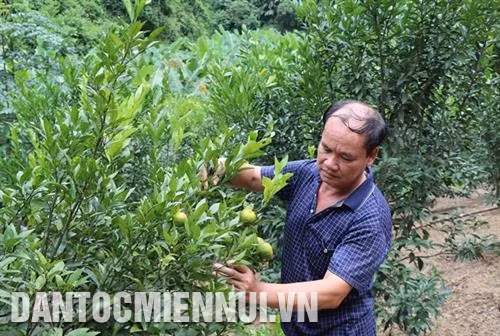 Ông Hà Quốc Vượng kiểm tra sâu bệnh vườn quýt sắp cho thu hoạch. Ảnh: Hoàng Nguyên
