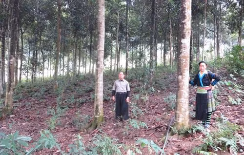 Rừng quế 10 năm tuổi tại Yên Bái . Ảnh :khuyennongvn.gov.vn