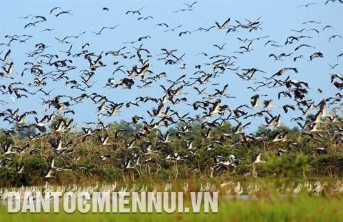 Khu bảo tồn đất ngập nước Láng Sen (Long An) với các loài chim đặc hữu và hệ sinh thái đặc trưng của vùng Đồng Tháp Mười.