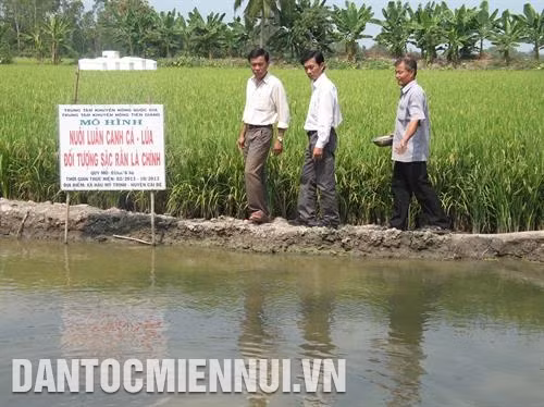 Người tiêu dùng chọn mua sản phẩm dưa lưới công nghệ cao của Trung tâm sinh học Thành phố Hồ Chí Minh Từ đầu năm 2017 đến nay, tỉnh Tiền Giang đã đưa gần 4.400 ha mặt nước vào nuôi thủy sản nước ngọt với nhiều loại cá nước ngọt có giá trị kinh tế cao như: cá tra, rô đồng... Trong ảnh: Mô hình cá + lúa vùng ngập lũ.