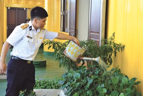 Thiếu úy Phan Văn Định chăm sóc rau xanh trên Nhà giàn DK1/7 Huyền Trân