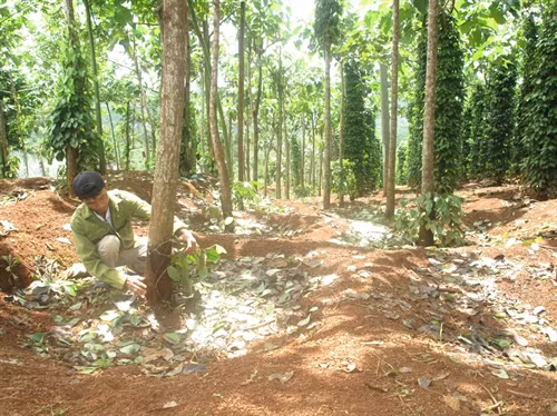 Hai hàng trụ tiêu đã 5 năm tuổi bị kẻ gia chặt ngang gốc.