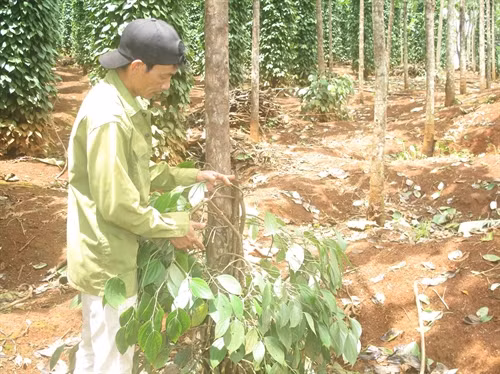 Bụi tiêu bị chặt ngang thân.
