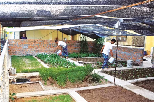 Chiến sĩ trên đảo Sinh Tồn chăm sóc vườn rau