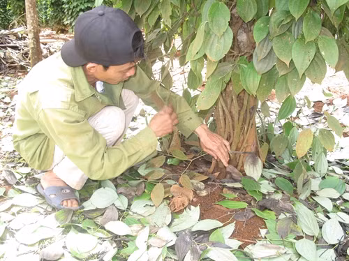 Một bụi tiêu bị chặt ngang gốc đang rụng lá và chết dần.