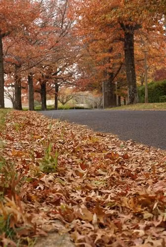 Những hàng cây lá đỏ trải dài thuộc quận Deakin, Canberra. Ảnh: Sao Băng - Pv TTXVN tại Australia