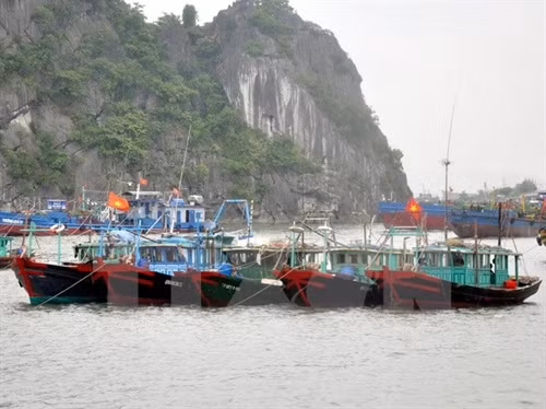 Các tàu được neo đậu để chống bão tại khu vực cột 5, thành phố Hạ Long (Quảng Ninh). Ảnh: Nguyễn Hoàng-TTXVN