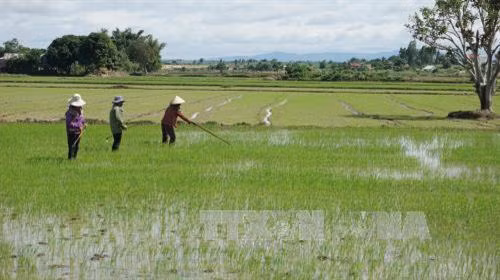 Trồng lúa tiết kiệm nước để ứng phó với biến đổi khí hậu ảnh 1