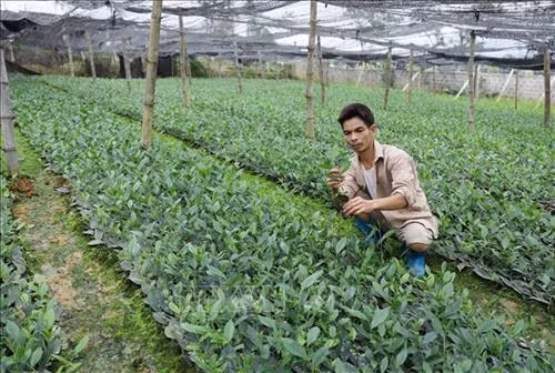 Xã viên Hợp tác xã chè La Bằng (huyện Đại Từ) kiểm tra cây giống phục vụ việc sản xuất chè sản xuất hữu cơ. Ảnh: Hoàng Nguyên - TTXVN