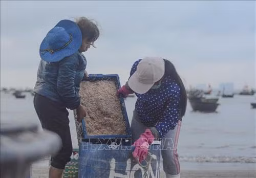 "Chợ ruốc" ở biển Thọ Quang phía dưới chân núi Sơn Trà. Ảnh: Văn Dũng - TTXVN "Chợ ruốc" được họp từ khoảng 1 giờ sáng đến 7 giờ sáng. Ảnh: Văn Dũng - TTXVN Người dân vận chuyển những thúng ruốc tươi lên bờ. Ảnh: Văn Dũng - TTXVN Ruốc biển được thương lái mua để mang về tiêu thụ tại các chợ trên địa bàn thành phố Đà Nẵng. Ảnh: Văn Dũng - TTXVN Ruốc biển tươi. Ảnh: Văn Dũng - TTXVN Với người dân Thọ Quang, mùa ruốc (tép biển) là dịp để tăng thêm thu nhập. Ảnh: Văn Dũng - TTXVN
