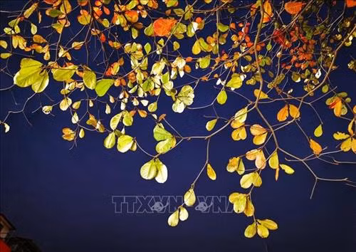 Vẻ đẹp mùa thay lá đêm Hà Nội. Ảnh: Thành Đạt – TTXVN Một góc nhỏ của Hà Nội. Ảnh: Thành Đạt – TTXVN Vẻ đẹp mùa thay lá trên khu phố cổ Hà Nội. Ảnh: Thành Đạt – TTXVN Một góc nhỏ của Hà Nội. Ảnh: Thành Đạt - TTXVN