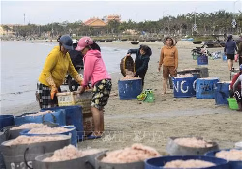 "Chợ ruốc" ở biển Thọ Quang phía dưới chân núi Sơn Trà. Ảnh: Văn Dũng - TTXVN "Chợ ruốc" được họp từ khoảng 1 giờ sáng đến 7 giờ sáng. Ảnh: Văn Dũng - TTXVN Người dân vận chuyển những thúng ruốc tươi lên bờ. Ảnh: Văn Dũng - TTXVN Ruốc biển được thương lái mua để mang về tiêu thụ tại các chợ trên địa bàn thành phố Đà Nẵng. Ảnh: Văn Dũng - TTXVN Ruốc biển tươi. Ảnh: Văn Dũng - TTXVN Với người dân Thọ Quang, mùa ruốc (tép biển) là dịp để tăng thêm thu nhập. Ảnh: Văn Dũng - TTXVN
