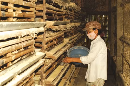 Khi cám trong máng hết mới cho lượt cám khác để tránh thức ăn bị chồng lên nhau gây ẩm mốc.