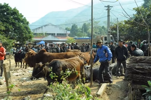 Khu bán bò chợ Nà Tốm, xã Vĩnh Quang luôn tấp nập.