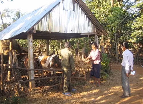 Mô hình làm chuồng bò của gia đình anh Rơ Châm Ônh. Ảnh: Ngọc Thu