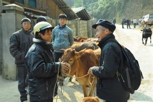 Chọn mua con bò ưng ý.