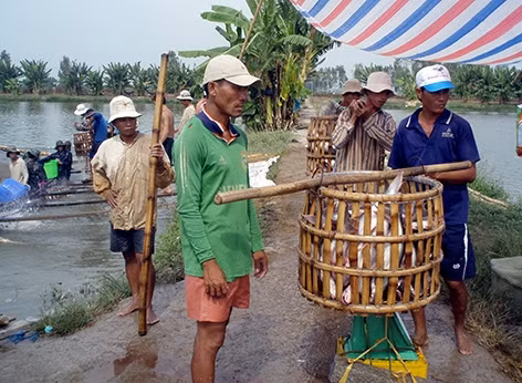 Nông dân nuôi cá và doanh nghiệp chế biến phải thực sự “câu tay” để tạo ra chuỗi giá trị bền vững cho ngành hàng.